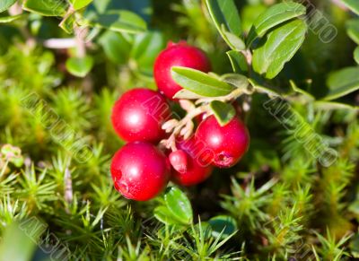 branch of ripe cowberry