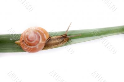 snail