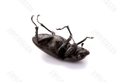 dead bug