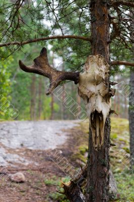 elk skull