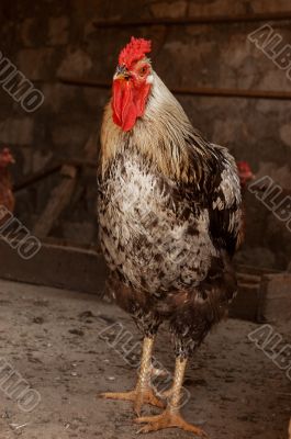 Beautiful cock standing