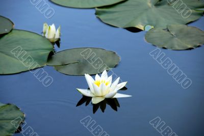 White water lily