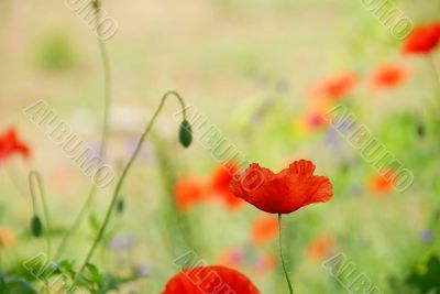 Red poppy