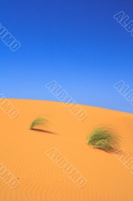 lonely tufts of grass on sand dune