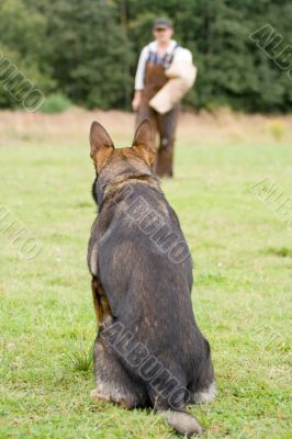 figurant and German shepherd at work