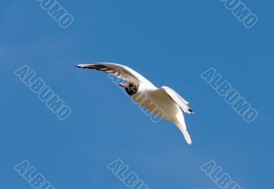 Seagull in flight