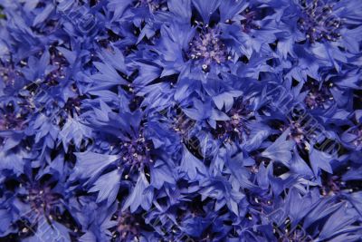 Blue cornflowers