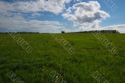 Dandelion field