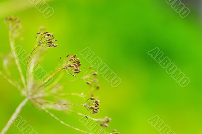  fennel seeds shallow focus in a garden