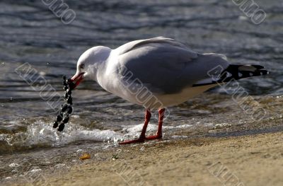 Seagull catch jewelry