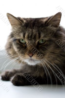 Feline Feline