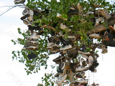 Shoe Tree1