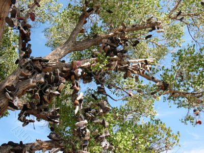 Shoe Tree5 Shoe Tree5