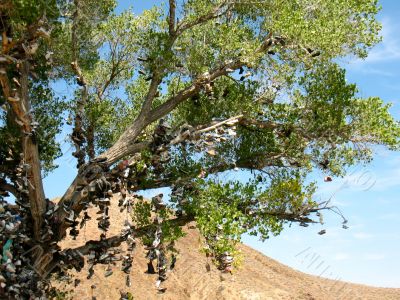 Shoe Tree6