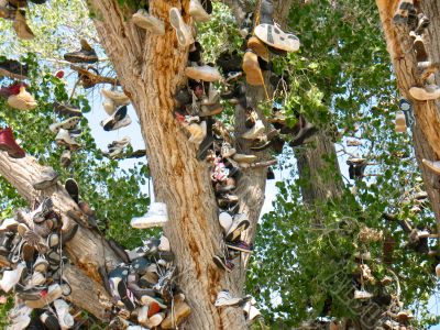 Shoe Tree7