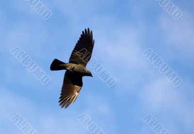 jackdaw in flight