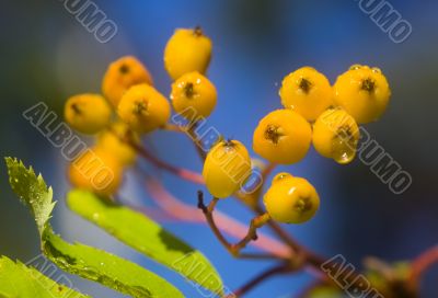 Branch of a ripening rowan-tree