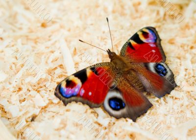 Butterfly on abstract background close-up