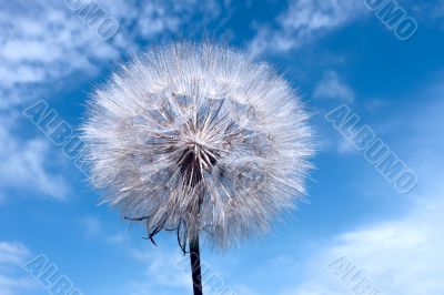 Dandelion on blue sky background