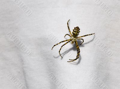 Spider sits on the fabric