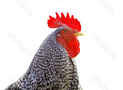 Rooster isolated