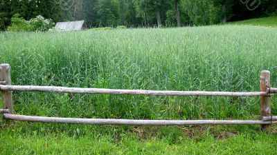 Plot rye in outskirts