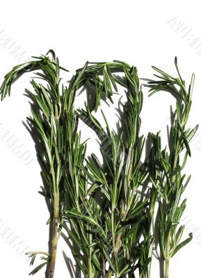 Rosemary, Rosmarinus officinalis