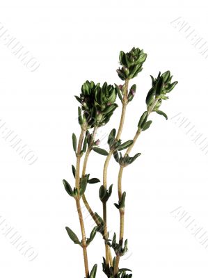  Thyme, Thymus citriodorus