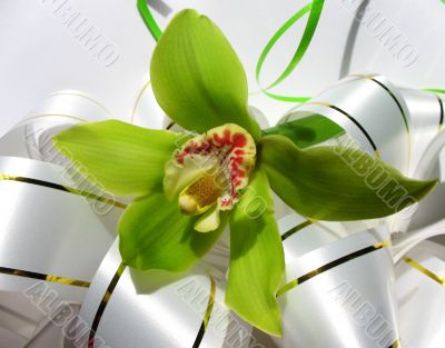 Blooming orchid Blooming orchid