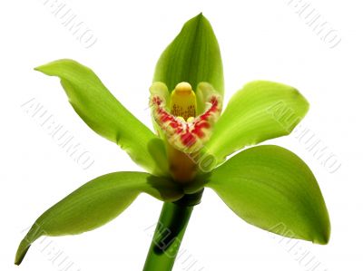  Blooming Orchid 