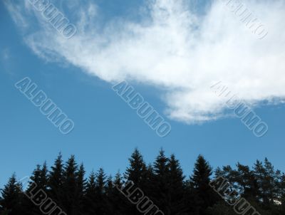 Light clouds above the spruce forest. Backlight Light clouds above the spruce forest. Backlight