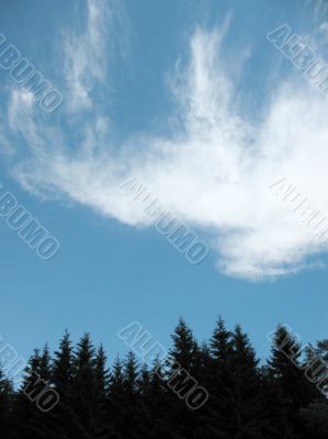  Light clouds above the spruce forest. Backlight
