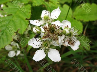 Flowers Blackberry, Rubus Flowers Blackberry, Rubus