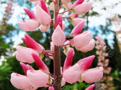 Lupinus Lupinus