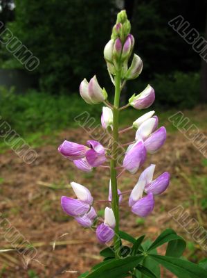 Lupinus Lupinus