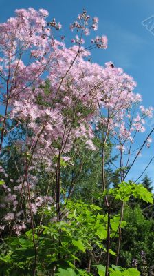 Meadow-rue, Thalictrum aquilegifolium Meadow-rue, Thalictrum aquilegifolium