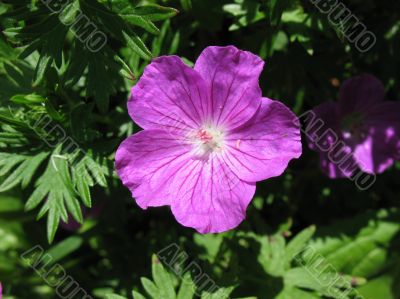  Geranium, Geranium family