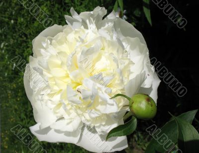 Paeonia Paeonia