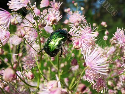  Cetonia aurata, scarab family,