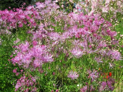  Meadow-rue, Thalictrum aquilegifolium