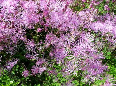  Meadow-rue, Thalictrum aquilegifolium