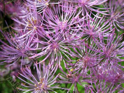  Meadow-rue, Thalictrum aquilegifolium