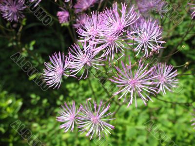 Meadow-rue, Thalictrum aquilegifolium