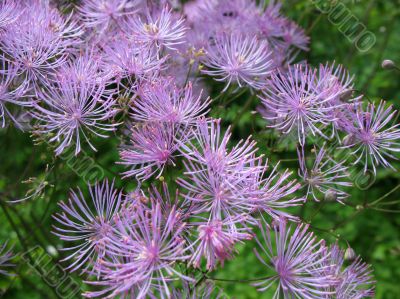  Meadow-rue, Thalictrum aquilegifolium