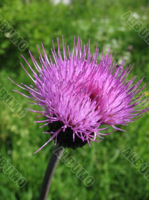 Field Thistle, Cirsium arvense