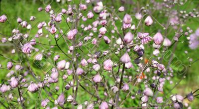 Buds meadow rue