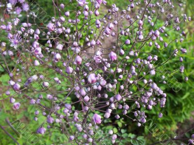  Buds meadow rue