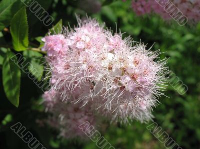 Spiraea japonica