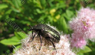 May beetles