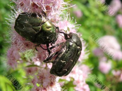 May beetles